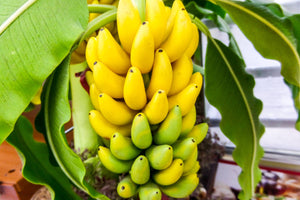 Jonnys Good Nature Organic Ultra High Resistant Starch Green Banana Flour | Organic Green Banana Powder | 100% Organic High Resistant Starch Whole Fruit Flour | 60% Resistant Starch Per Gram (Minimum)